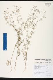 Image result for Apium leptophyllum