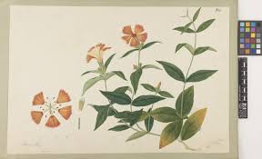 Image result for Silene kiwuensis