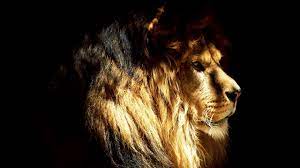 Hd Mac Lion Wallpaper For Desktop Majestic Animals Lion Wallpaper Pet Birds