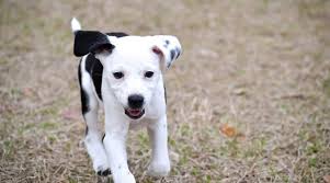 Labradoodle dog crossbreeds pitbull mix dogs dalmatian mix sheepadoodle designer dogs shar poo dog breeds. Dalmation Mixes 20 Amazingly Spotty Crossbreeds You Ll Love