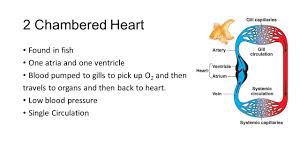 2 heart chambers just like all other fish, although amphibians and reptiles have only 3 and people and birds have 4. Evolution Of The Circulatory System Open Vs Closed System Open Circulatory System Exists In Invertebrates Insects Mollusks Some Crustaceans Blood Vessel Ppt Download