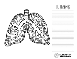 This collection includes mandalas, florals, and more. Human Lungs Worksheets Superstar Worksheets