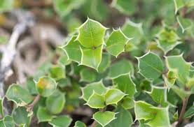 Image result for Barleria oxyphylla