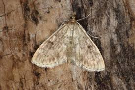 Image result for Anania perlucidalis