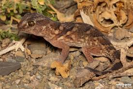 Image result for Pycnostachys orthodonta