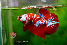 Bi Quyết Lai Tạo Marble Fancy Koi Samurai Galaxy Nemo Betta Sales