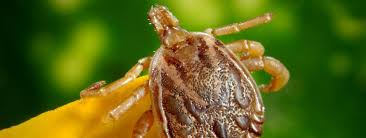 Bed bugs are found almost everywhere humans inhabit, and according to the national pest management association and the university of kentucky, almost 100% of pest management professionals have treated for bed bugs in the past. Pest Control Point Cook Jls Professional Pest Control
