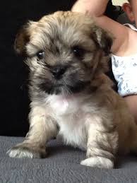 But what are maltese shih tzus really like? Mal Shi Maltese X Shih Tzu Mix Temperament Puppies Pictures