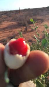 Image result for Dobera