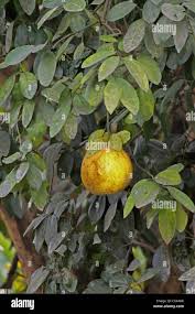Image result for Citrus maxima