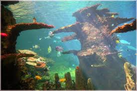 60 Jenis Ikan Hias Air Tawar Aquarium Lengkap Dari A Z