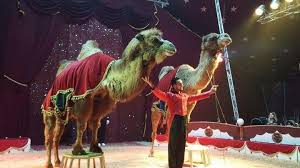 Flying camel vintage fair poster. Cirque Star Circus Officiel Photos Facebook