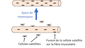 Comment augmenter son tonus musculaire. La Memoire Musculaire Et Son Importance En Musculation