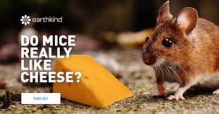 A mouse, plural mice, is a small rodent. Do Mice Really Like Cheese Fact Or Fiction Earthkind