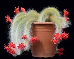 Once you are fully convinced your plant has good offsets/pups for propagation, follow the steps to successfully propagate cactus pups, you should cut away the offset at a 45o angle. The Monkey Tail Cactus