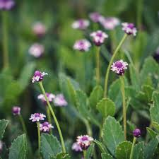 Image result for Phyla nodiflora