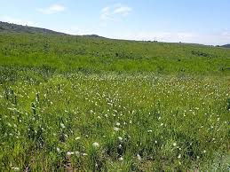 Image result for Stephania abyssinica