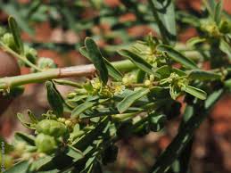 Image result for Phyllanthus maderaspatensis