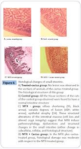 If you do take a. Preventive Effect Of Ethanolic Extract Of Cactus Opuntia Ficus Indica Cladodes On Methotrexate Induced Oxidative Damage Of The Small Intestine In Wistar Rats Insight Medical Publishing