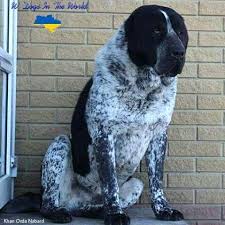 Central asian shepherd, alabai, or the central asian ovcharka is a very protective guard dog. Khan Orda Nabard From Kennel Zul Kadar Ukraine Alabai Hunderassen Akita Dog Riesige Tiere