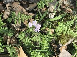 Image result for Warneckea albiflora