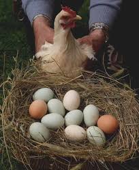 Reinicia la gallina y sigue jugando hasta que todas las seis figuras de polluelo son recogidas. Quieres Saber Como Incubar Huevos De Gallina Descubrelo Aqui