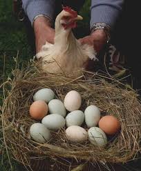 Para predecir cuándo una gallina pondrá su primer huevo, verifica las señales físicas de. Quieres Saber Como Incubar Huevos De Gallina Descubrelo Aqui