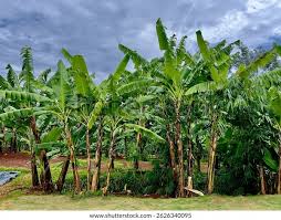 Image result for Musaceae