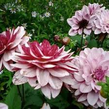 Drogerie plappert führt alles für ihr persönliches wohlbefinden und noch viel mehr. Dahlia Creme De Cassis