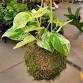 Kokedama -November 8 (10:00 am)  event image