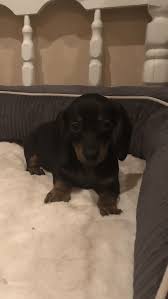 At times we may only have a few dachshund available so we do hope you check back soon to find and locate your new furry best friend! Dachshund Puppies For Sale Savannah Tn 284236