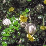 Image result for Gardenia cornuta