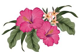 We did not find results for: Hibiscus Flower Meaning Symbolism Planting Care Uses Uniguide