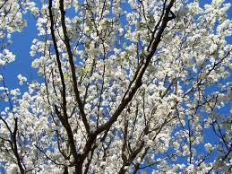 Newer cultivars of the trees don't quite smell as bad as the. Finch Rare Bradford Pear Blooms Have Distinct Odor Al Com