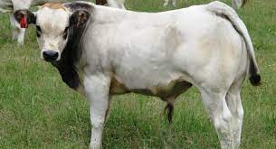 Starter herd consisting of 1 registered full blood bull calf out of beaver creek piedmontese genetics, two registered 1 copy cows bred back to an unrelated full blood piedmontese. Piedmontese Cattle International Series