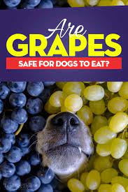 Grapes For Dogs 101 Dangers Explained Can Dogs Eat Grapes Can Dogs Eat Cheap Dog Kennels