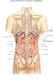 Browse our body organ diagram images, graphics, and designs from +79.322 free vectors graphics. Evadare Scurgere Labe Human Body Internal Organs Diagram Male Apitotal Ro