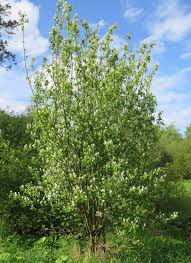 Image result for Amelanchier alnifolia
