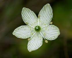 Big Leaf Grass Of Parnassus Big Leaves Grass Parnassus