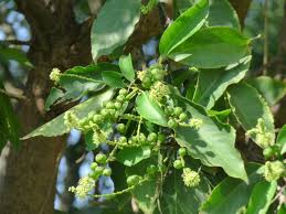 Image result for Croton dichogamus