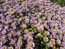 Image result for Erigeron steudelii