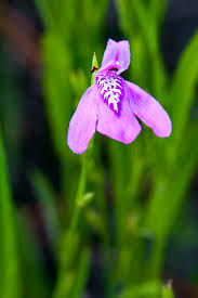 Image result for Justicia stachytarphetoides