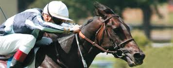 Retrouvez son pédigré, ses statistiques dans les courses pmu, quinté, quarté, tiercé et l'évolution de sa cote en temps réel chez les différents opérateurs partenaires. Le Cheval De Course