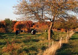 Breakneck Hill Cows leaving the hill
