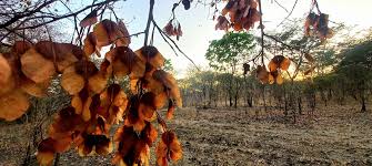 Image result for Hymenocardia