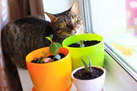 When my cat adopted me last year, the last thing on my mind was checking to make sure my houseplants were safe for pets. Pet Safe Plants Indoor Outdoor Fresh By Ftd