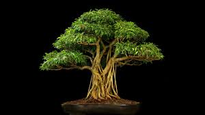 Bonsai specimens are ordinary trees and shrubs, not hereditary dwarfs; Trees Tree Black Bonsai Leaves Beautiful Nature Wallpapers 1920x1080 For Hd 16 9 High Definition 1080p 900p 720p Wi Ficus Bonsai Tree Bonsai Ficus Bonsai Tree