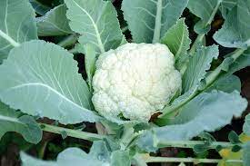 How to Plant and Grow Cauliflower | Gardener&#39;s Path