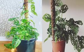 Número de identificação do vídeo 1027683938. Monstera Adansonii Care Best Kept Secrets Plantophiles