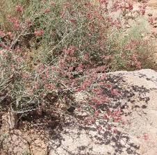 Image result for Zygophyllum leucocladum